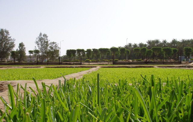 File:Leeks farm in Unaizah.jpg