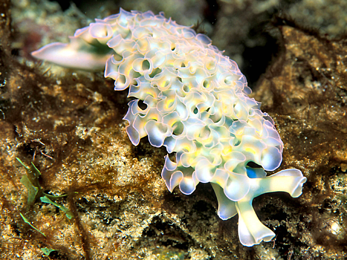 life cycle of a nudibranch