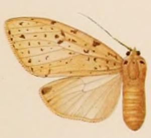 <i>Lophocampa albescens</i> species of insect