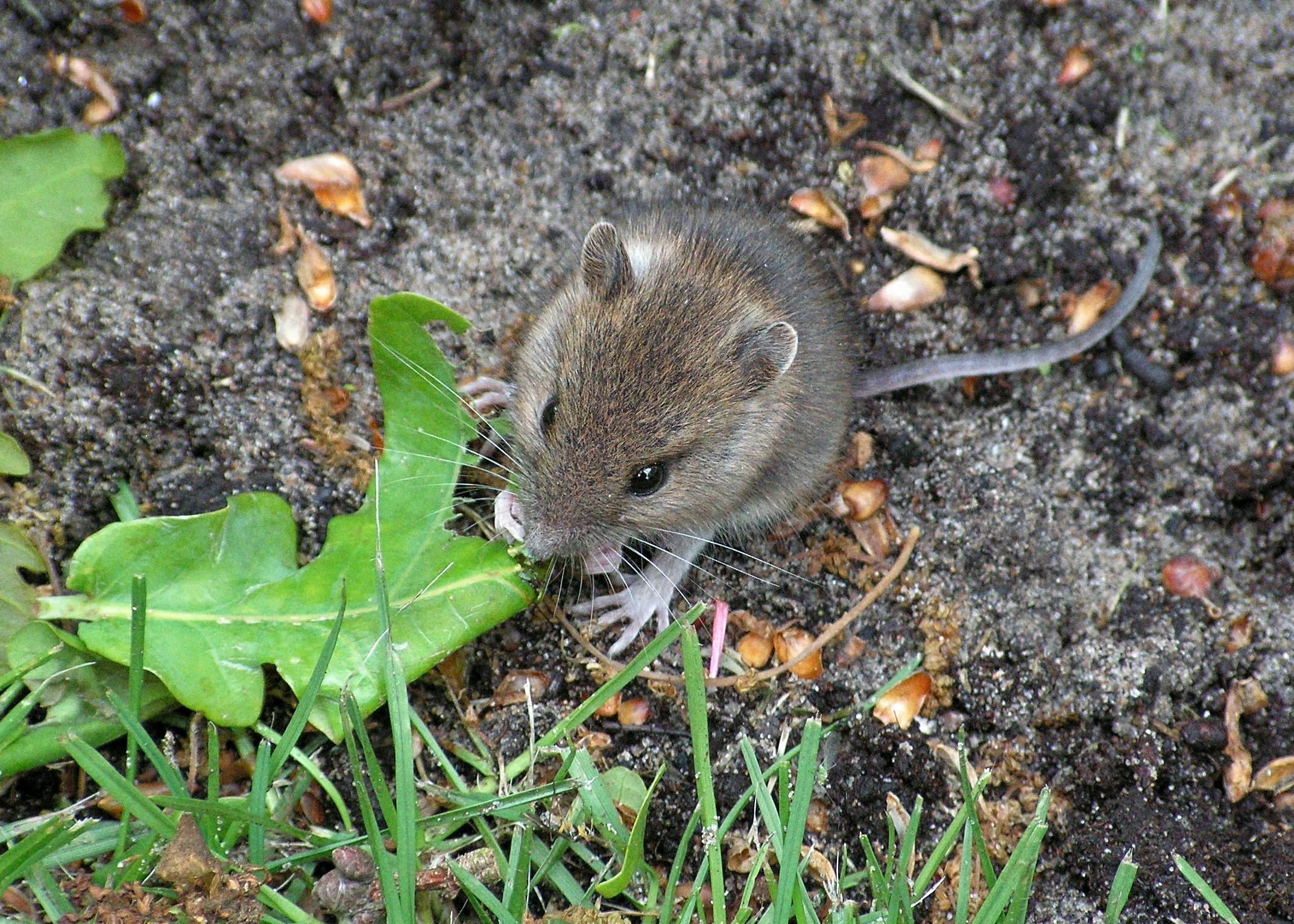 A mouse. Лесная мышь, Полевая мышь, домовая мышь. Что едят мыши полевки. Домовая полёвки. Грызуны в огороде.