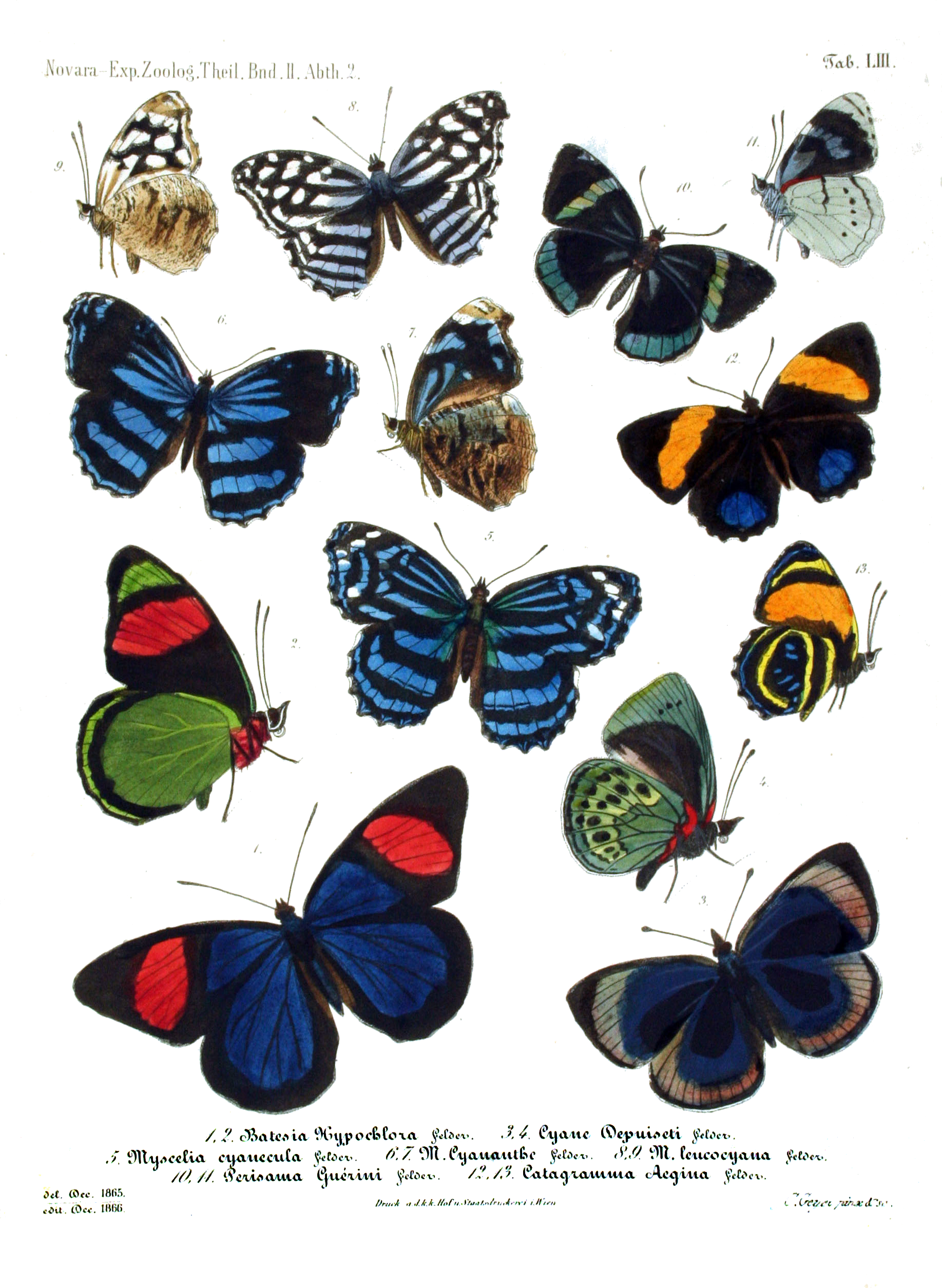 Butterfly Life List  List of Butterflies