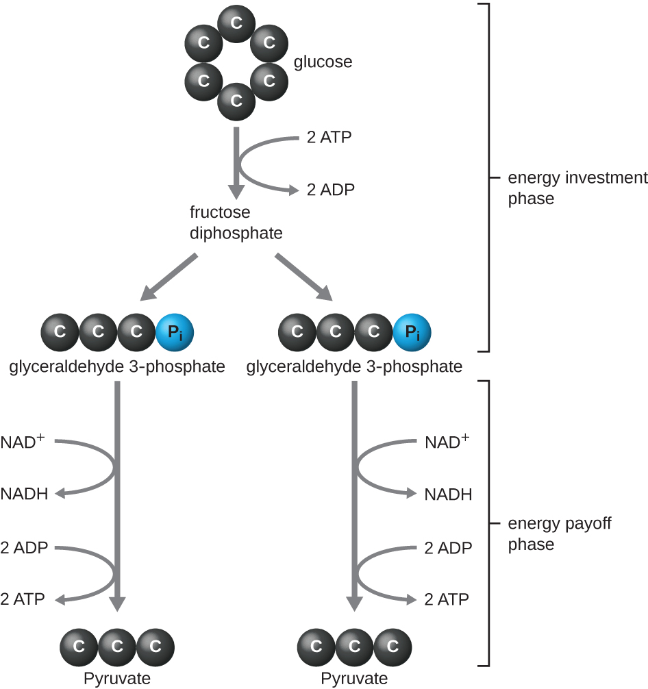 OSC Microbio 08 02 Glycolysis