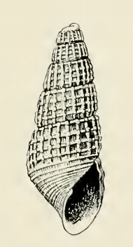 Odostomia talama