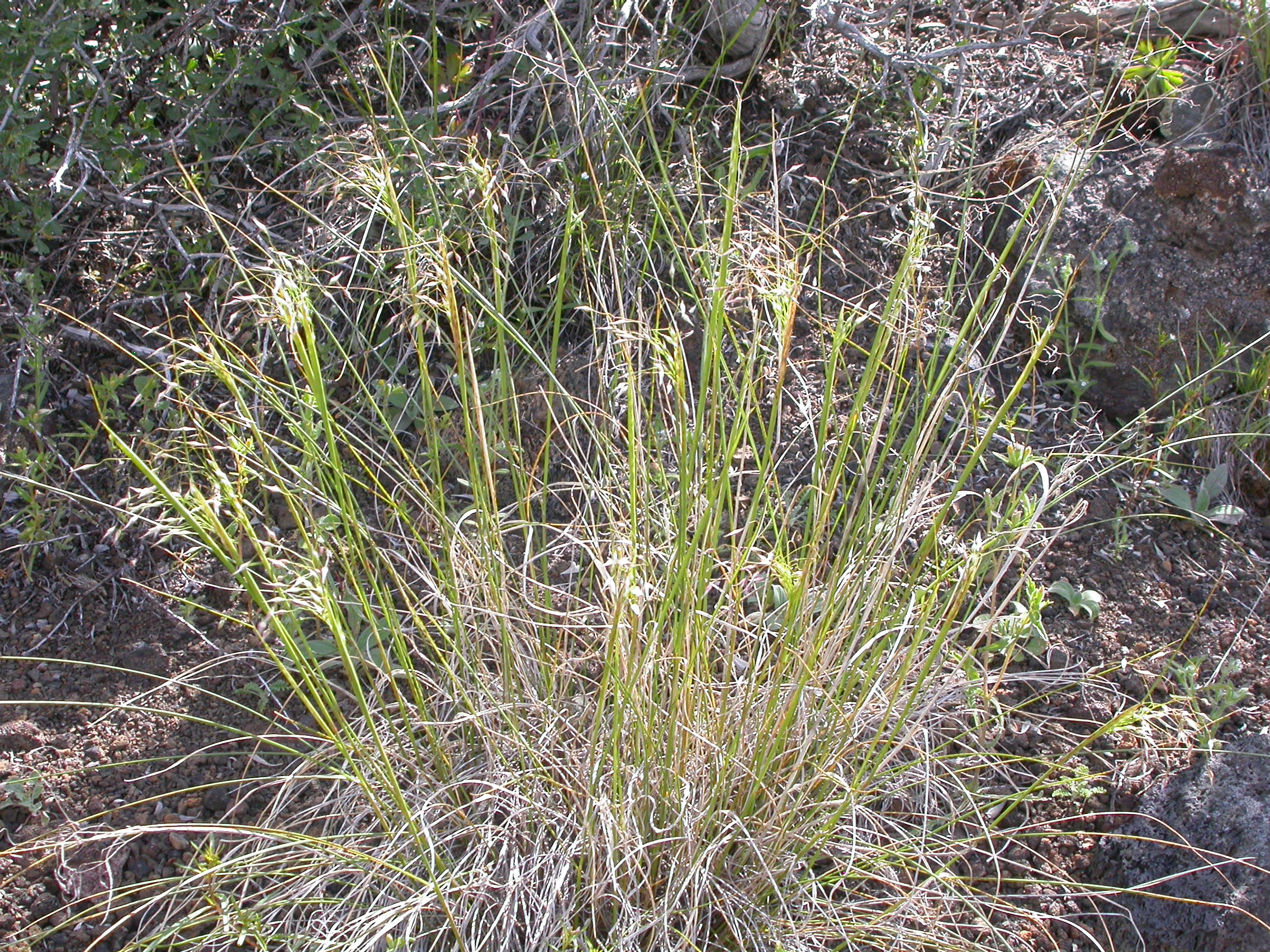 Oryzopsis latifolia