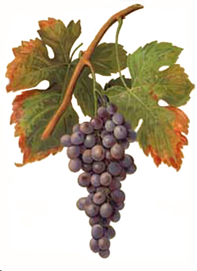 Palomino (grape) - Wikipedia