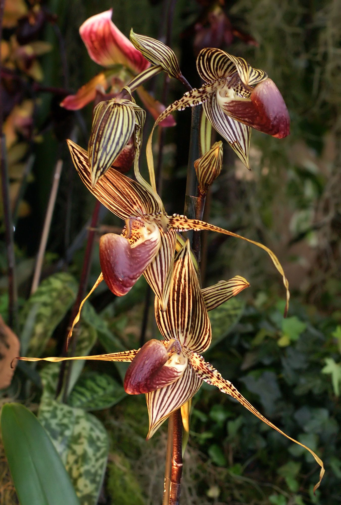 Paphiopedilum rothschildianum — Wikipédia