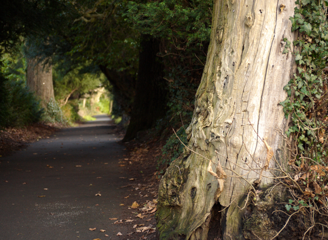 File:Path, Barnett Demesne - geograph.org.uk - 1613321.jpg