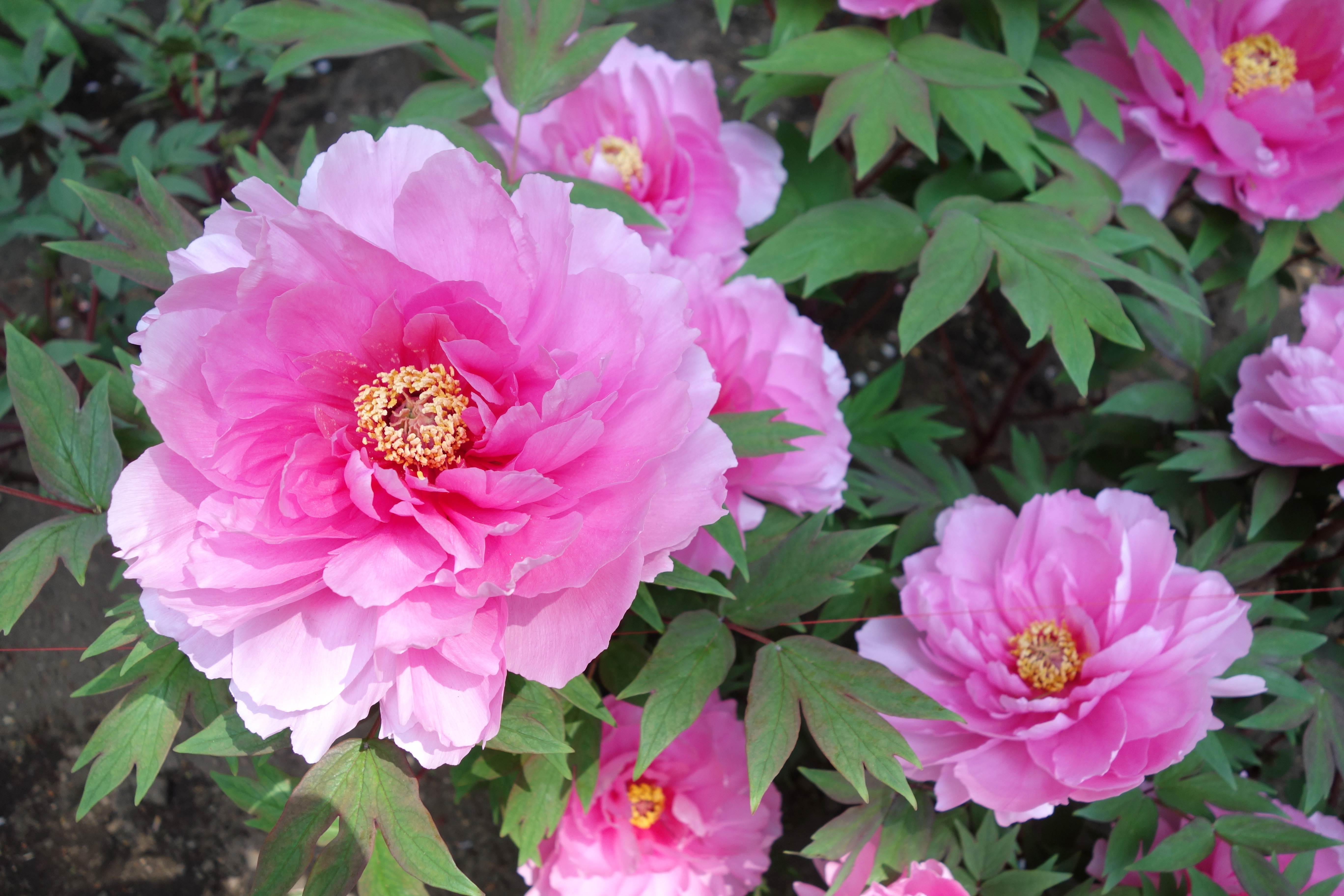 File:Peonies - Ueno Tōshō-gū Peony Garden  - Wikimedia Commons