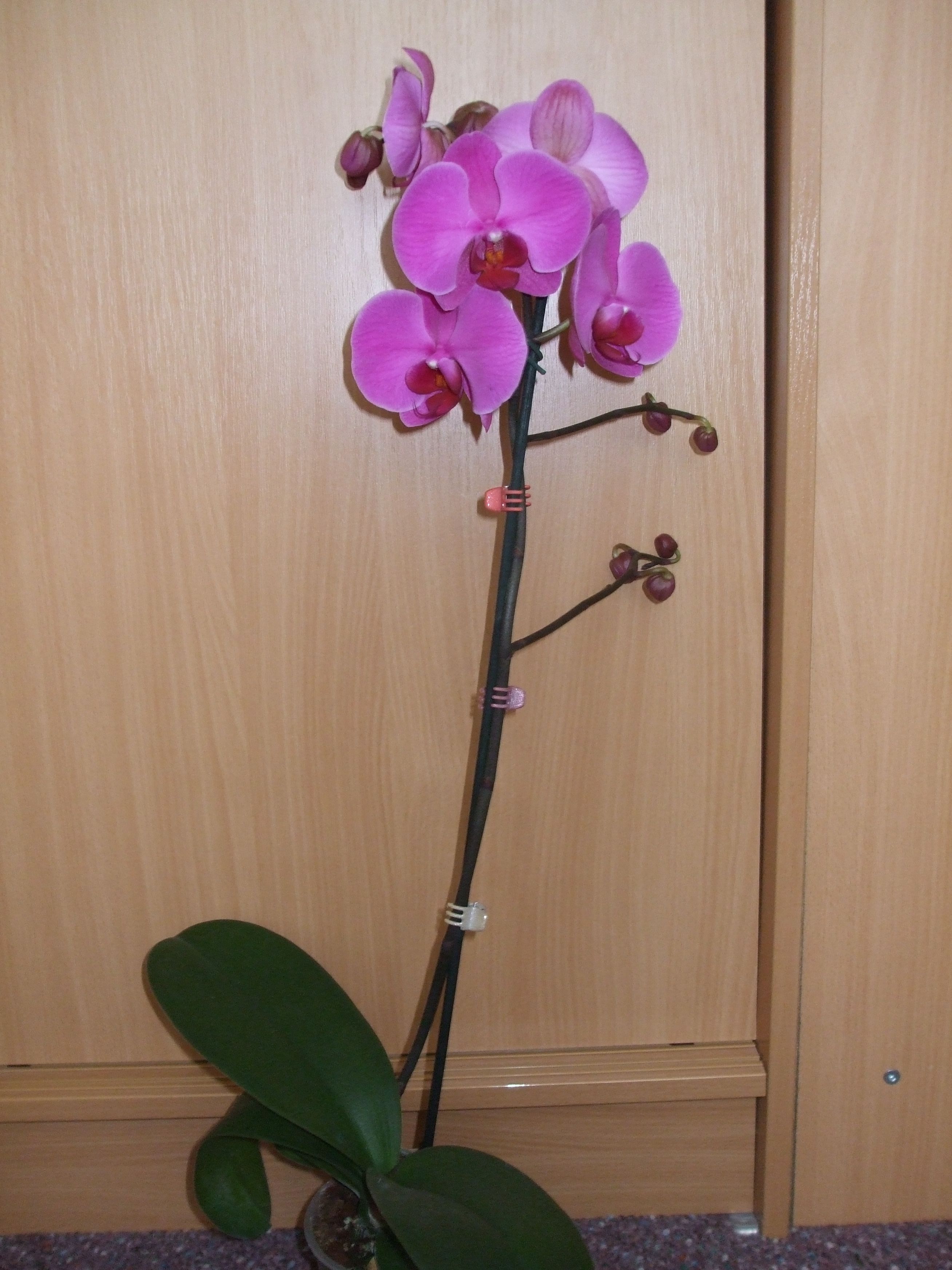 File:Phalaenopsis (violet).jpg - Wikimedia Commons