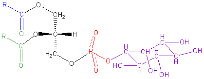 Phosphatidyl-Inositol.png