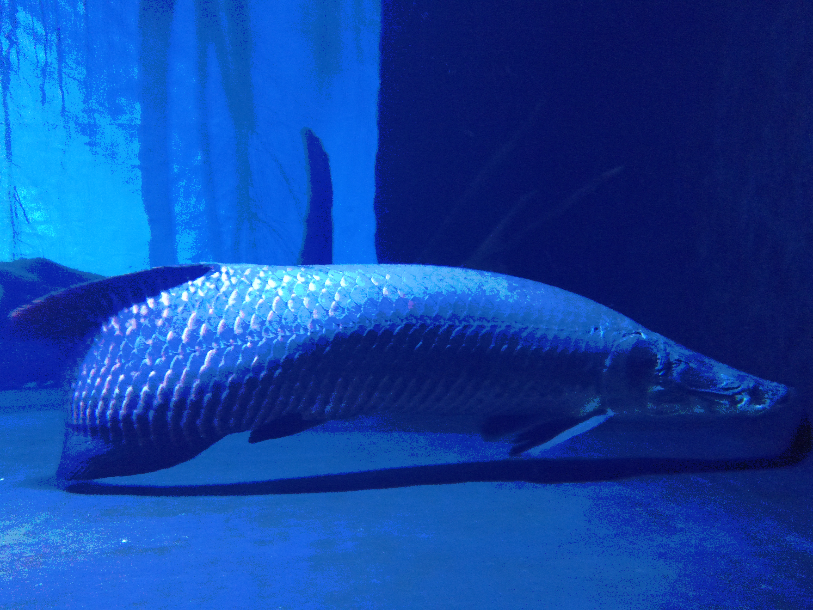 File:Pirarucu in COEX Aquarium.jpg - Wikipedia