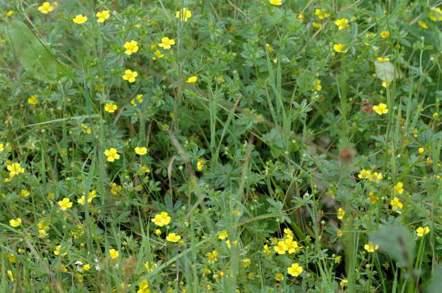 File:Potentilla.erecta2.-.lindsey.jpg