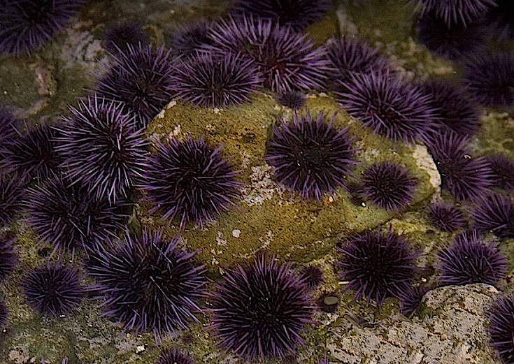 File:Purple Sea Urchin - Strongylocentrotus purpuratus (16455860102).jpg