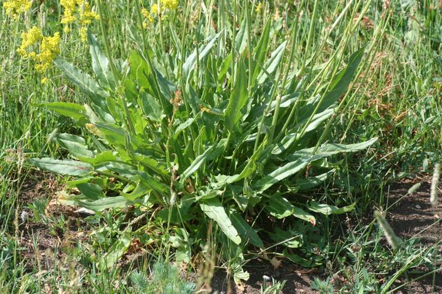 File:Rumex acetosa subsp.nebroides06072006rosettes.JPG