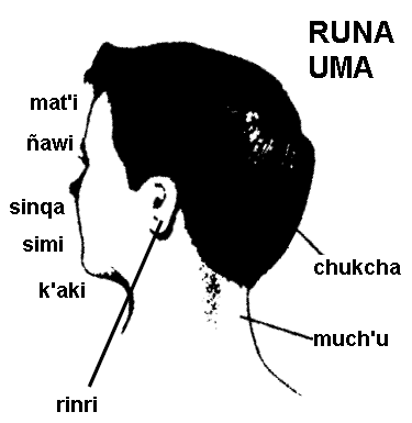 File:Runa uma.gif