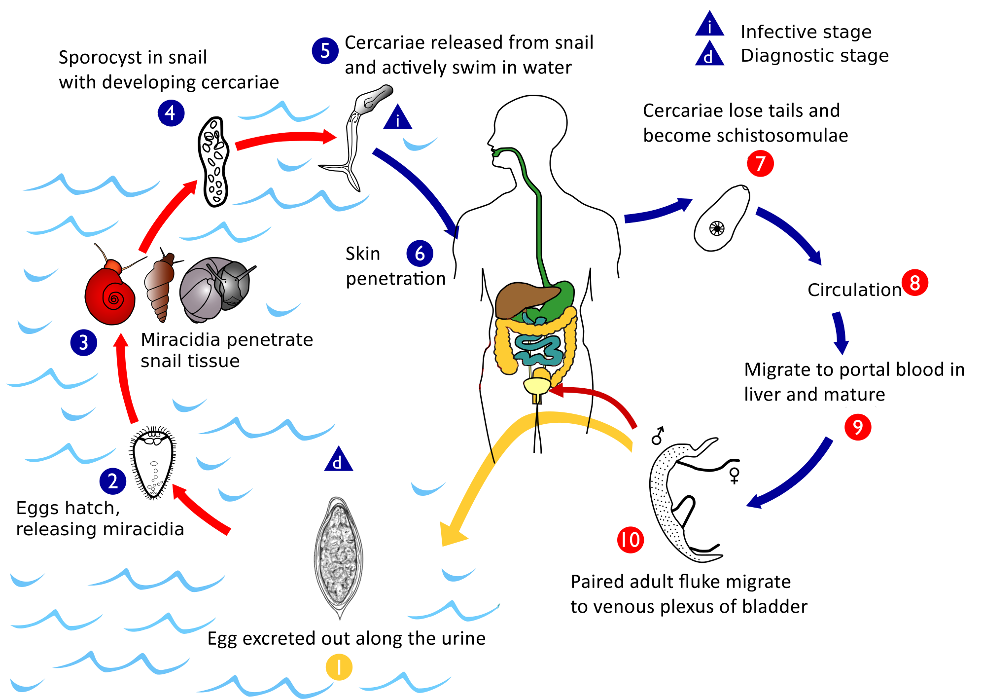 Жизненный цикл шистосомы. Schistosoma haematobium жизненный цикл. Schistosoma жизненный цикл. Schistosoma SPP жизненный цикл. Шистосома кровяная жизненный цикл.