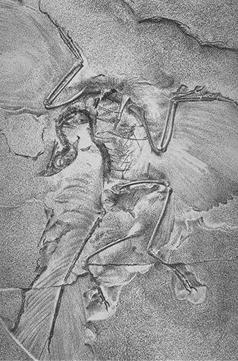 Photograph of the second Archaeopteryx skeleton to be found, taken in 1881 at the Natural History Museum, Berlin