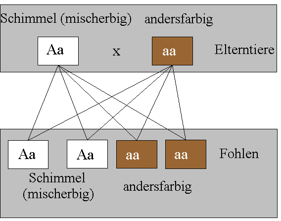 File:Schimmel-3.png