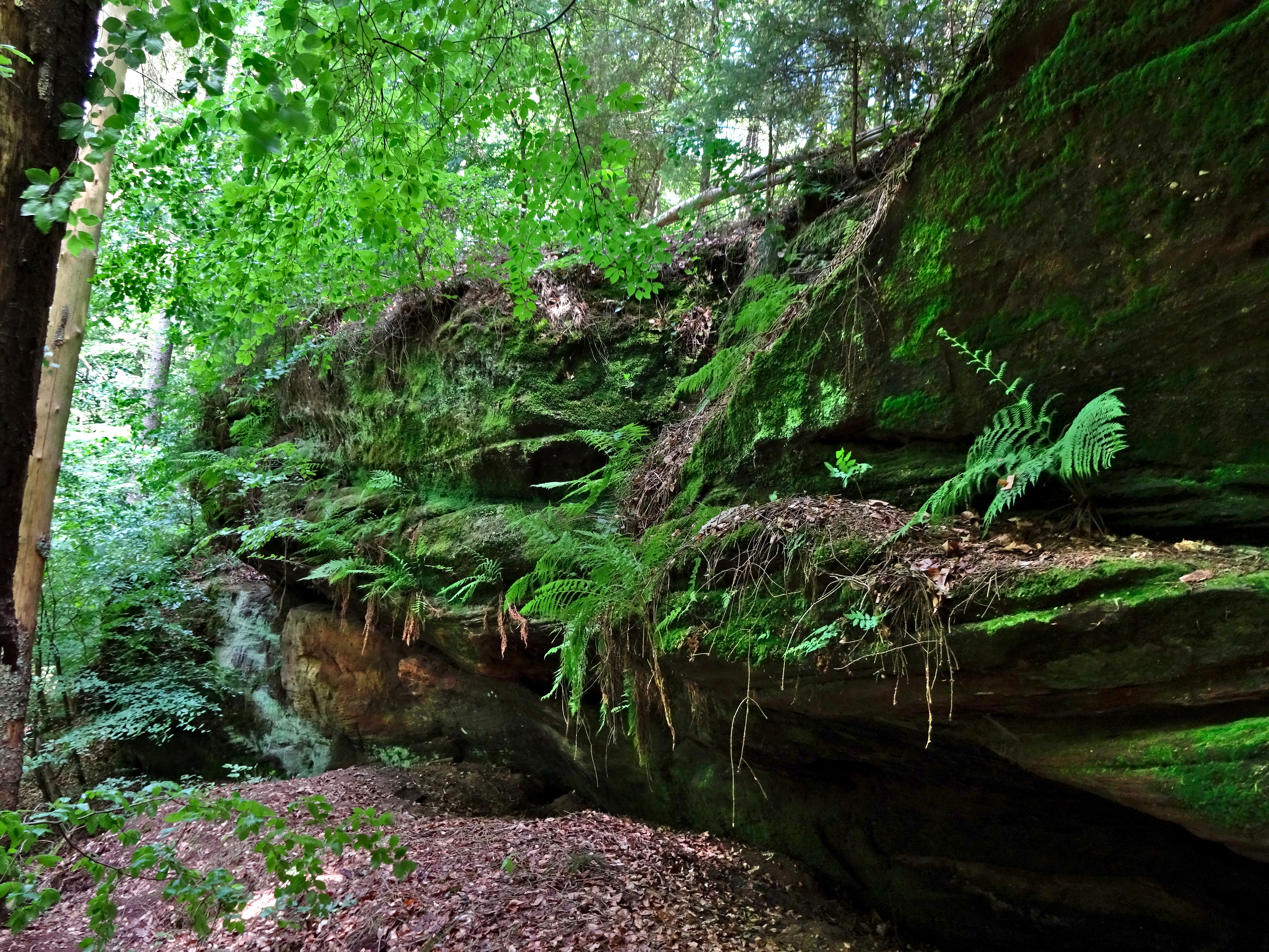 Felsformation im Naturschutzgebiet Hirschental.Ort: Sankt Ingbert, OT Oberwürzbach