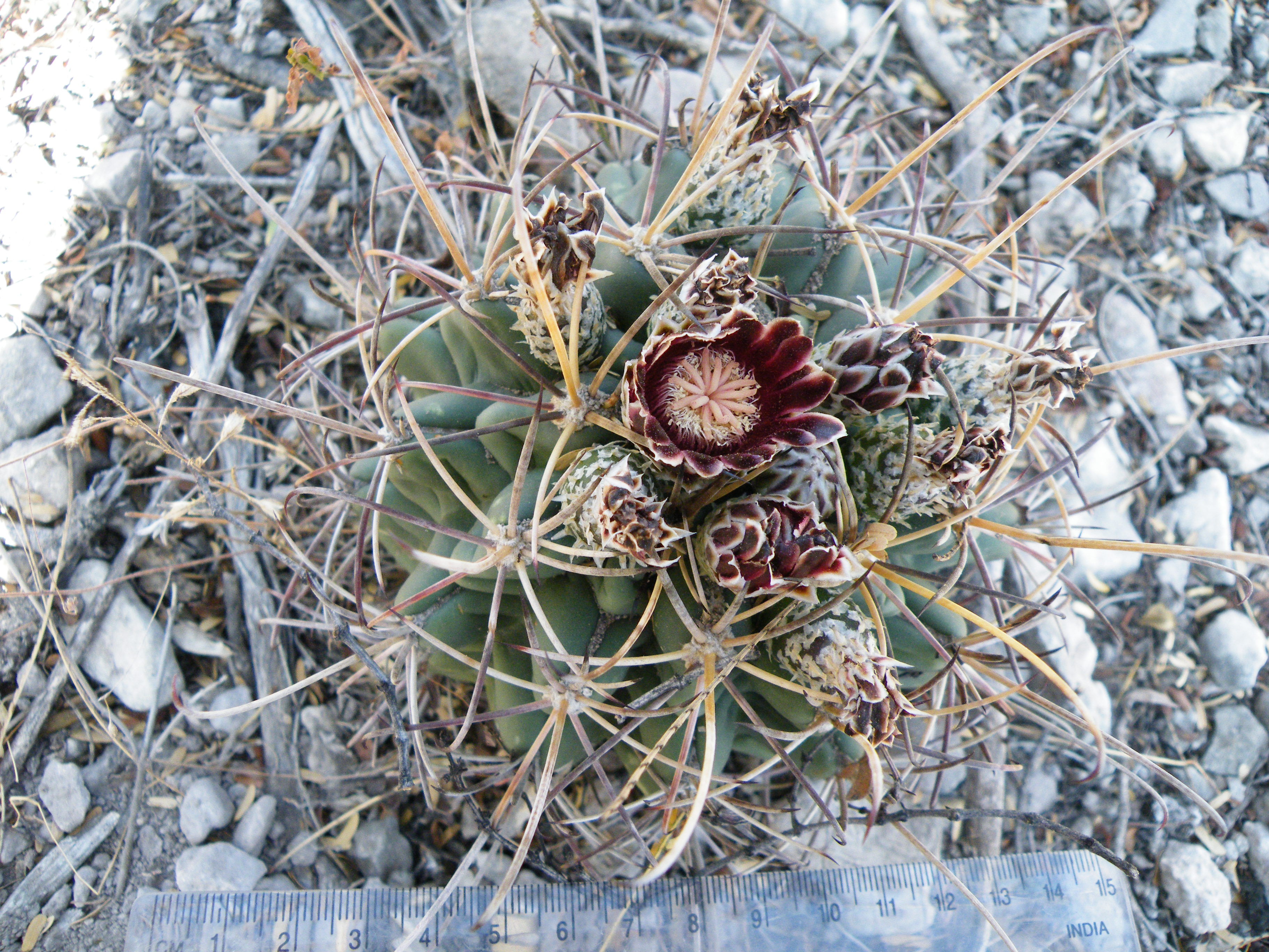 Glandulicactus uncinatus (5710900658).jpg