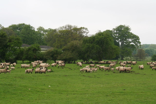 File:Scrivelsby Estate, Wolds Walking Festival, sheep - geograph.org.uk - 3466135.jpg