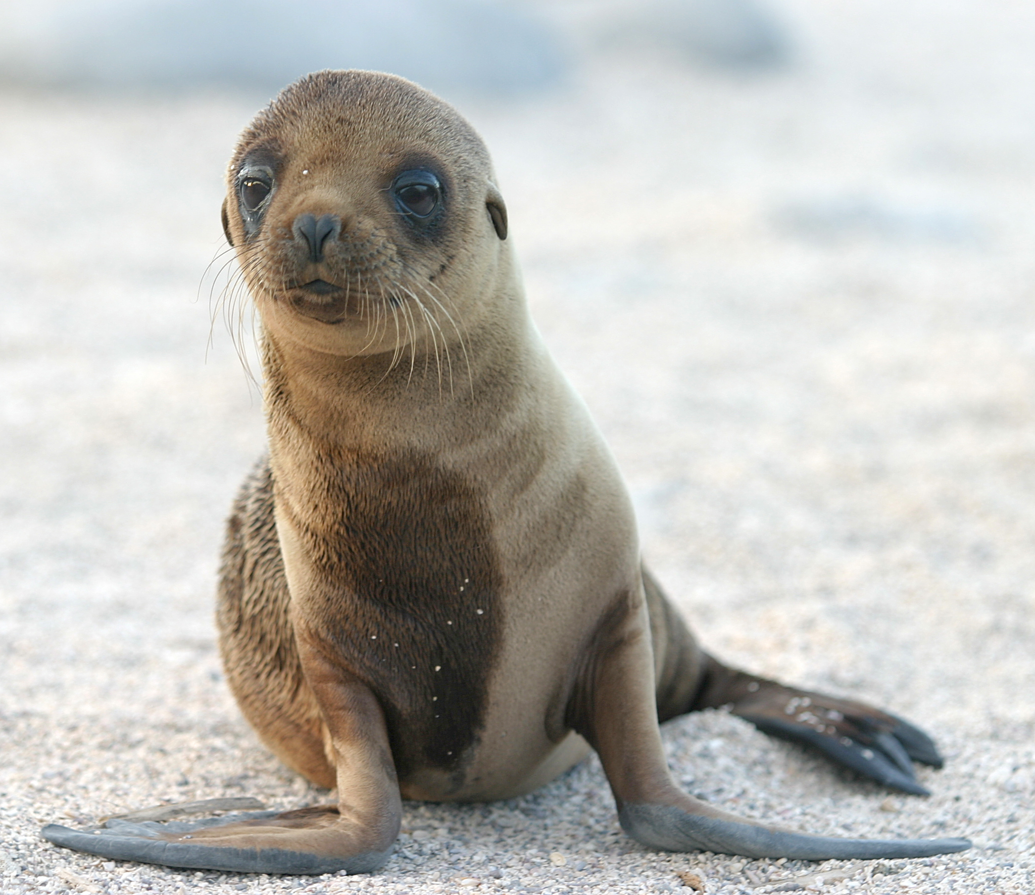 japanese sea lion