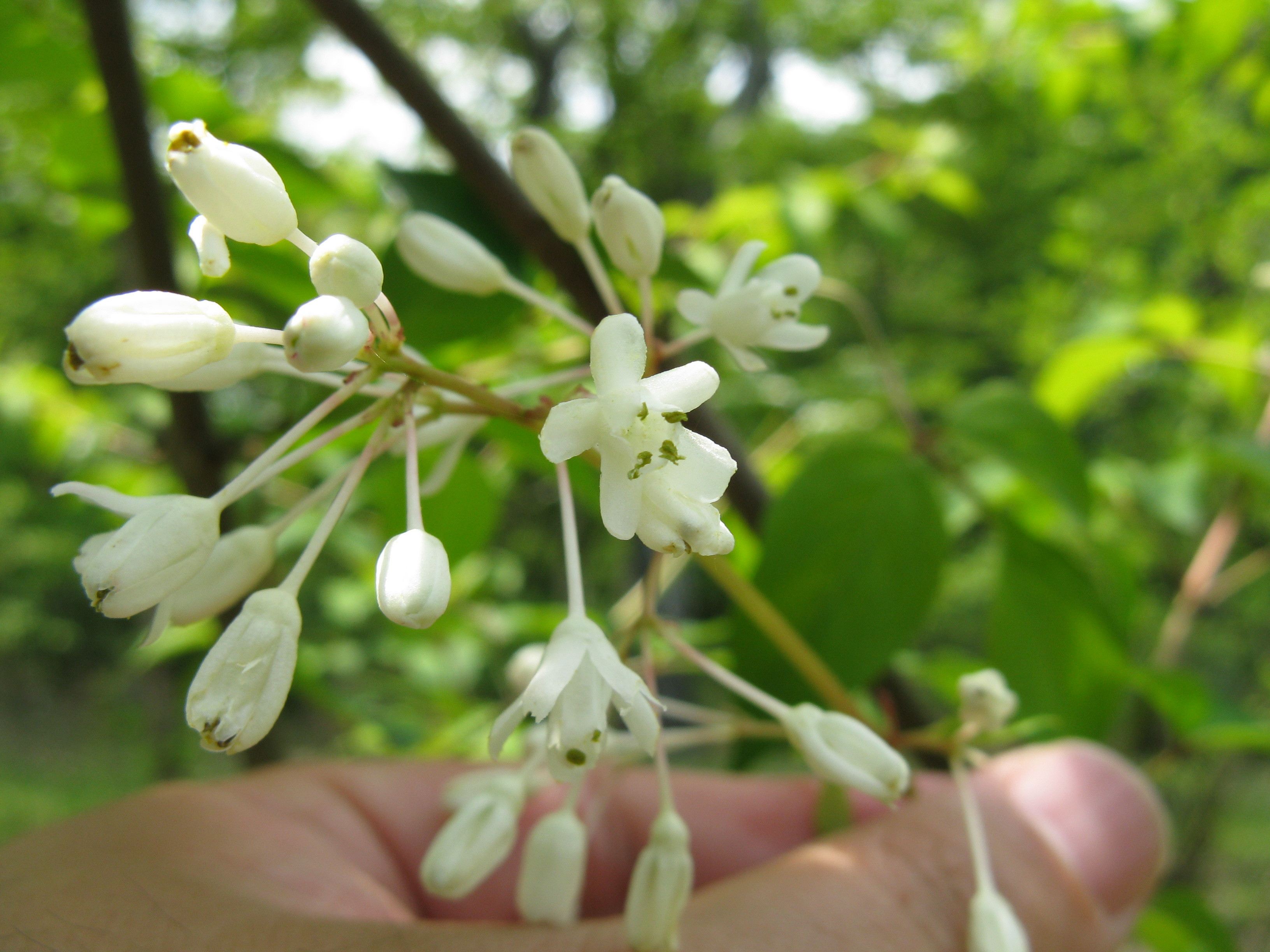 Staphylea bumalda