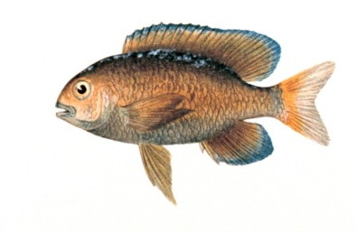 File:Stegastes fuscus.jpg