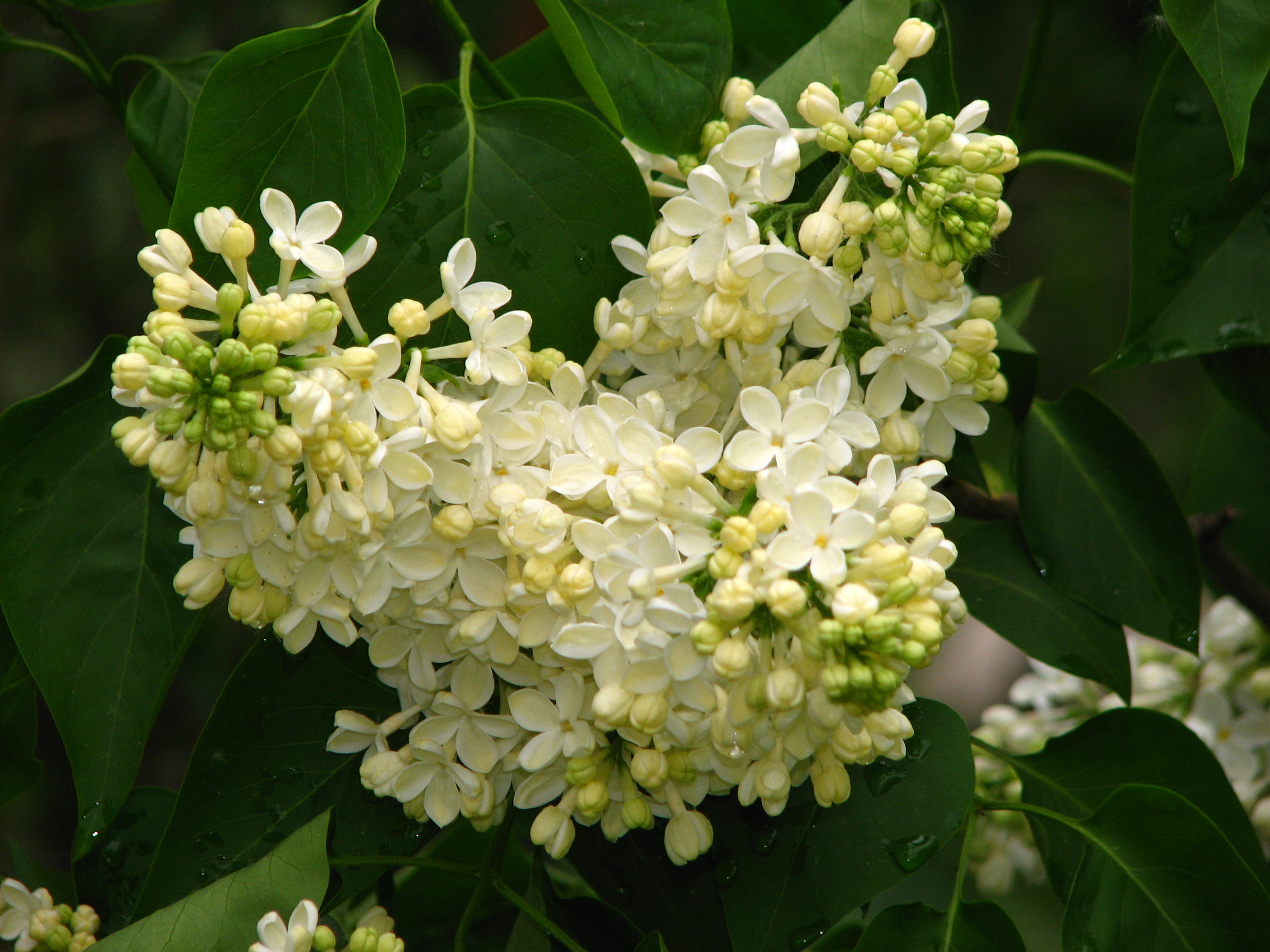 Сирень прима роуз. Сирень обыкновенная Примроуз. Сирень Примроуз (Primrose). Сирень Примроуз Primrose желтая. Сорт сирени Примроуз.