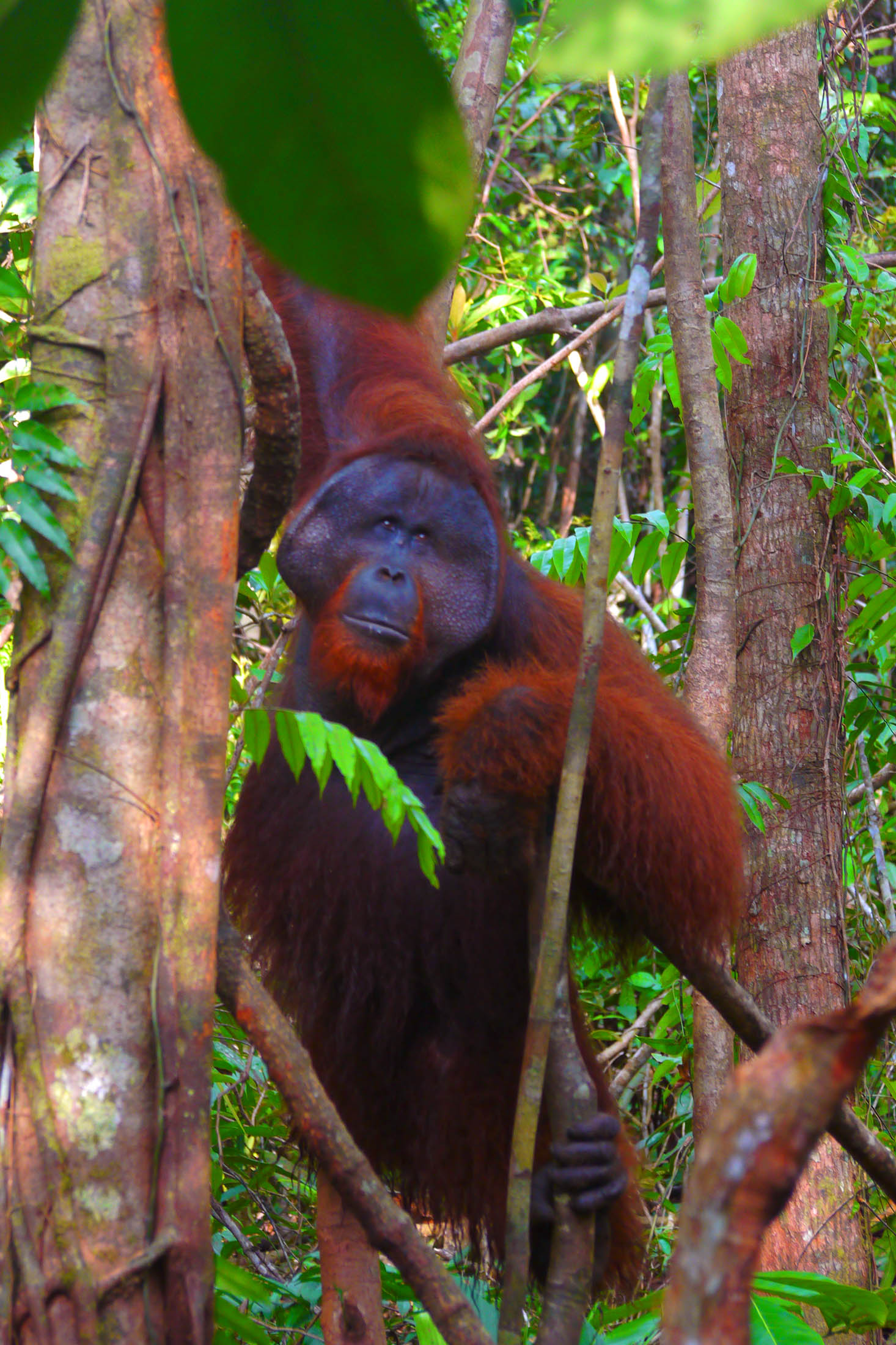 Rescued Orangutan in Borneo Sanctuary