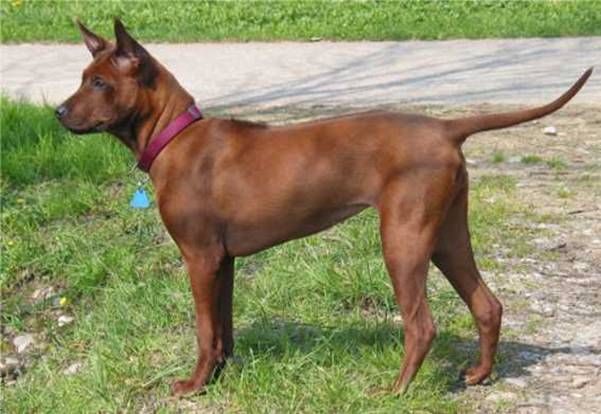 File:Thai-Ridgeback.jpg