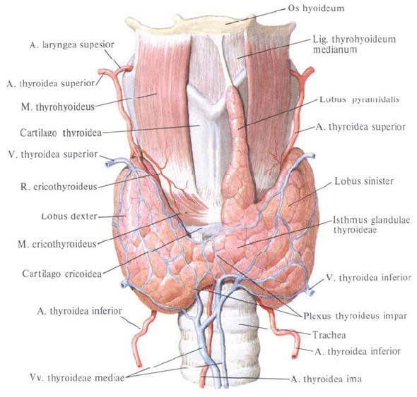 File:Tireoidum.jpg