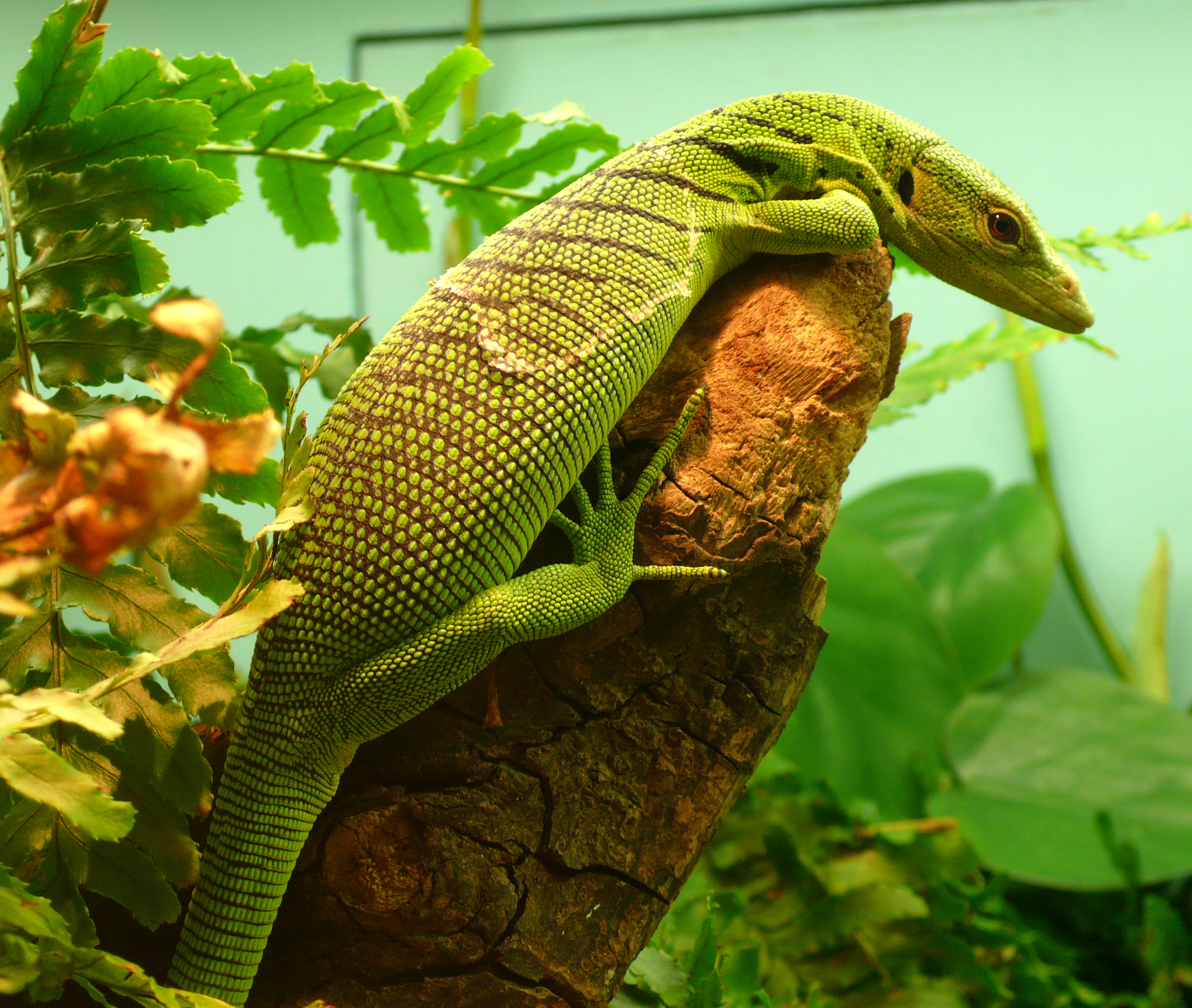 goanna lizard green