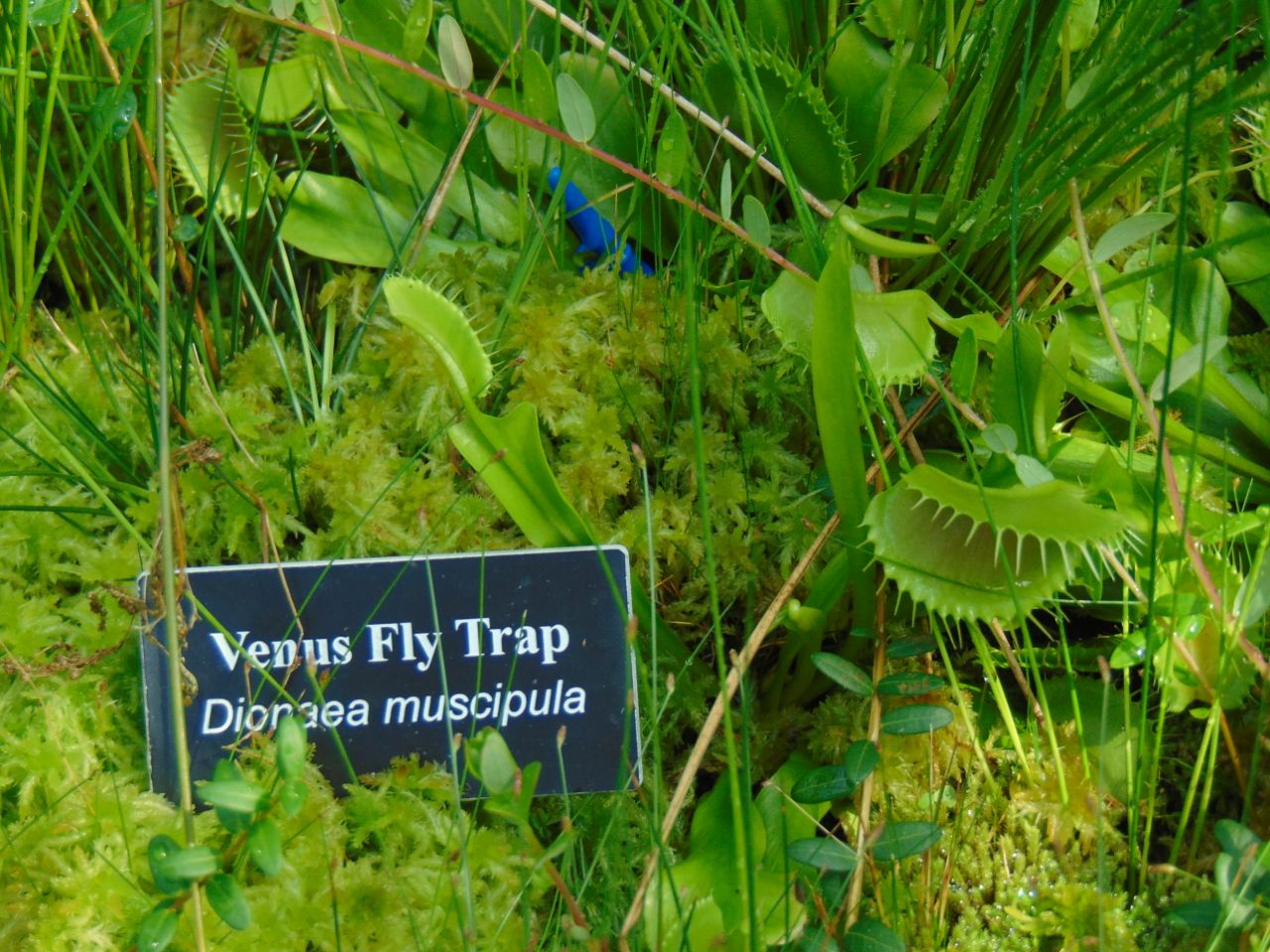 File:Venus Fly Trap 2.jpg.