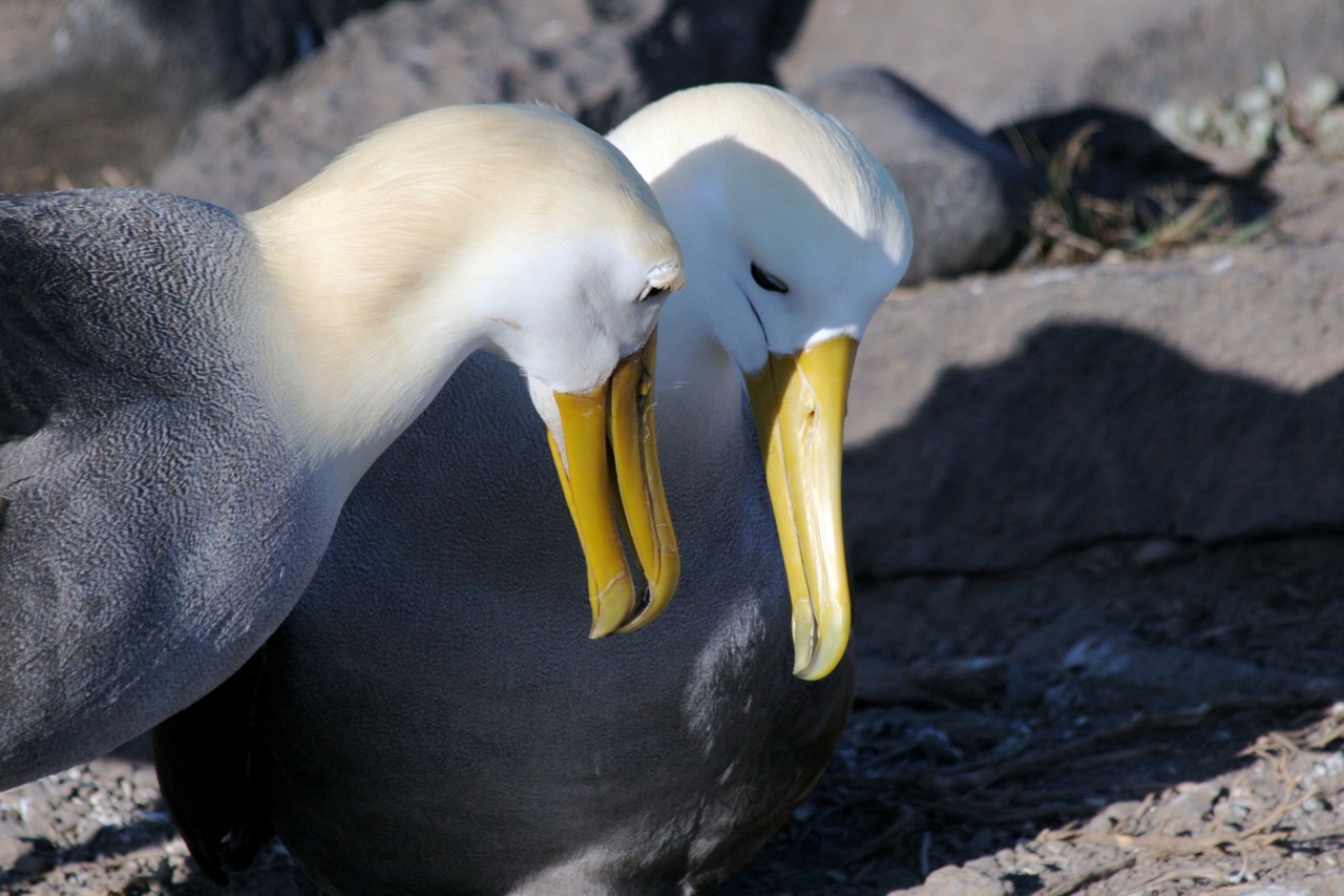 Onderzoek Adverteerder George Bernard File:Waved Albatross (Phoebastria irrorata) -pair.jpg - Wikipedia