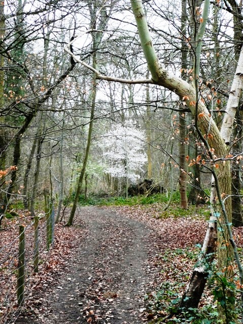 Harpsden Wood