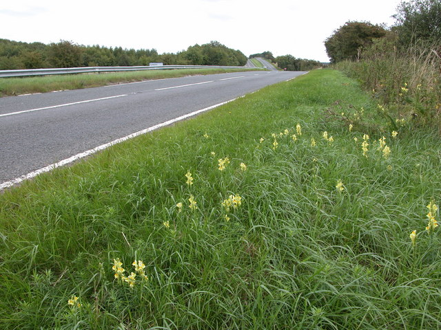 File:Wild flowers on the verge of the A40 - geograph.org.uk - 243167.jpg