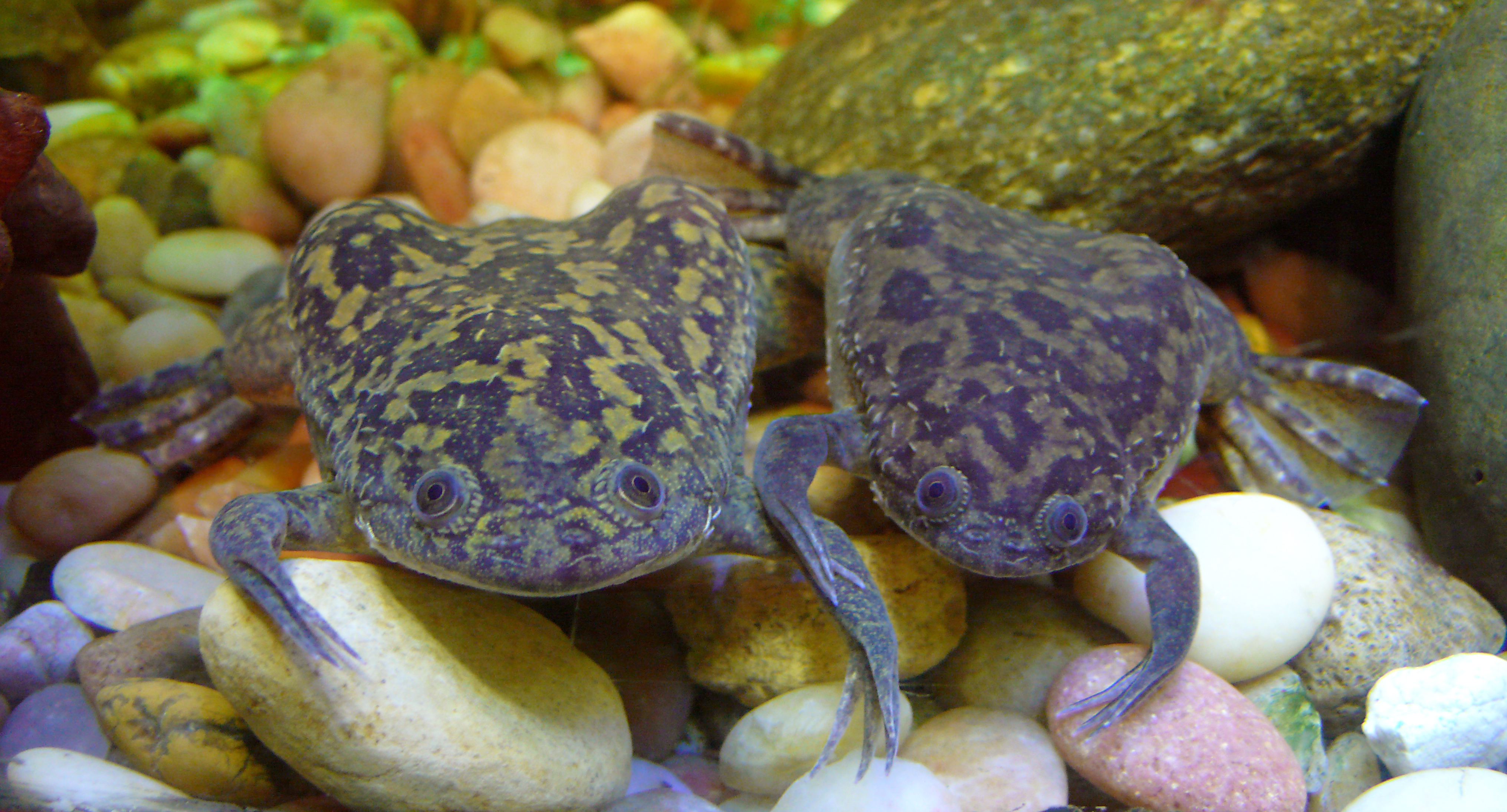 xenopus laevis