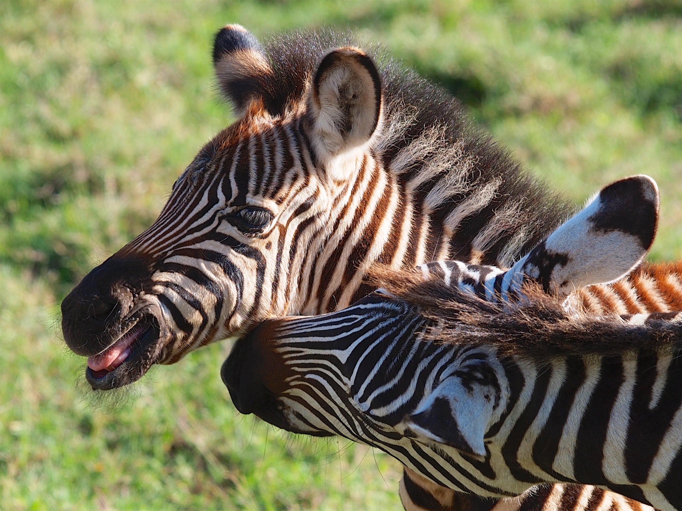 File Zebra  Ngorongoro 2022 jpg  Wikimedia Commons