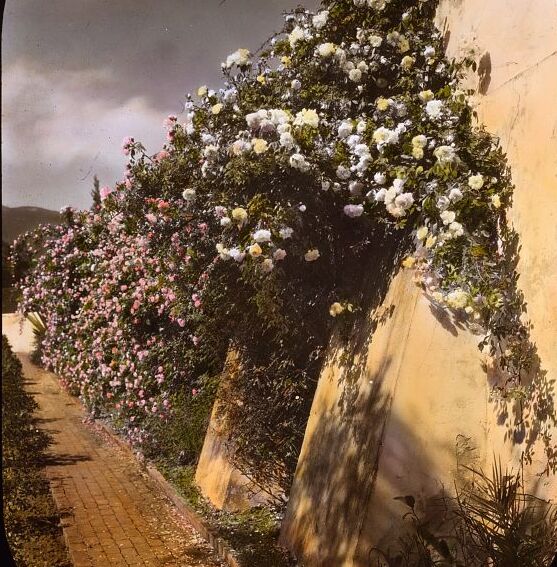 File:"El Fureidis," Roses on wall.jpg