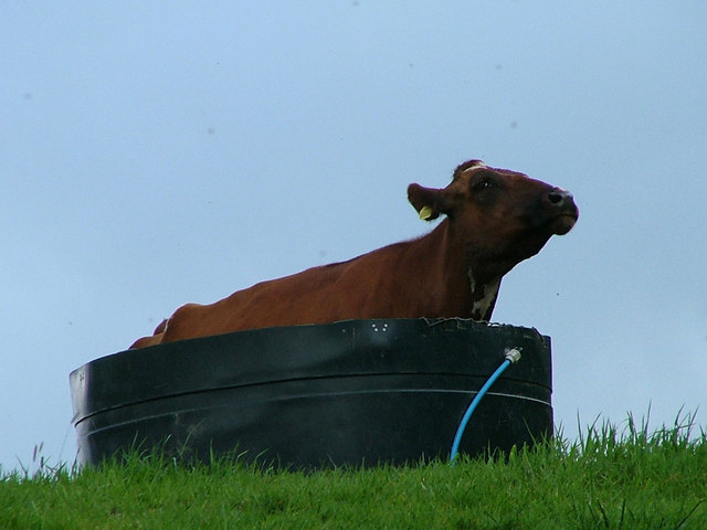 A Bovine Jacuzzi - geograph.org.uk - 439542