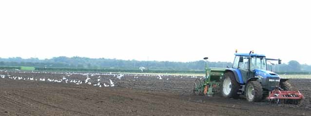 File:A good time for the gulls^ - geograph.org.uk - 248280 (cropped).jpg