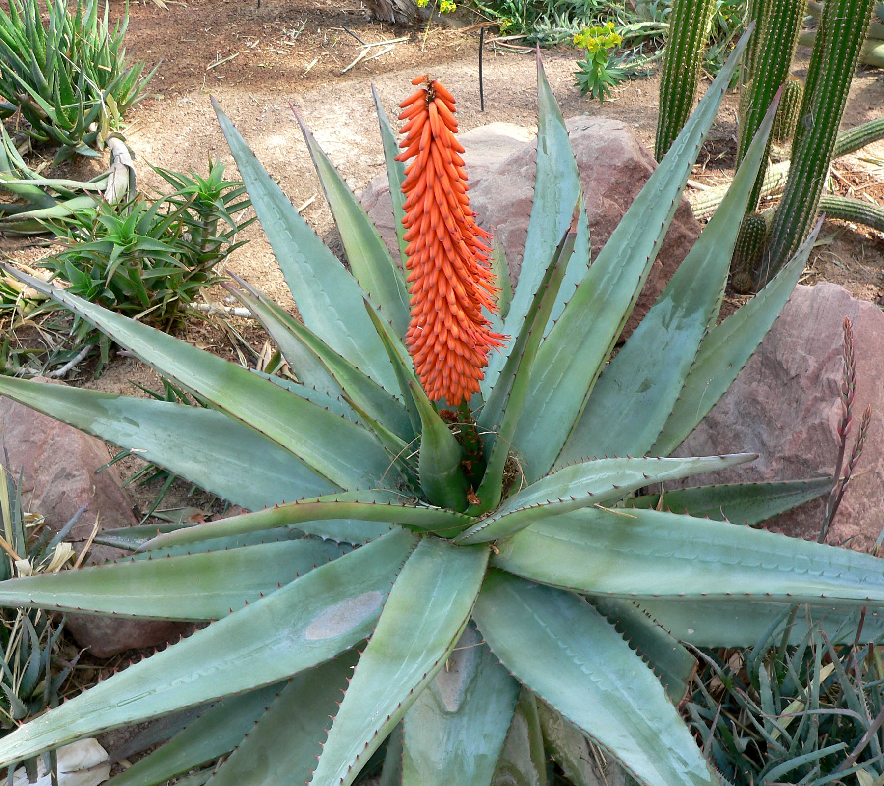 aloe