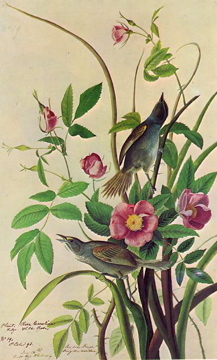 Illustration by John James Audubon Ammodramus maritimus.jpg