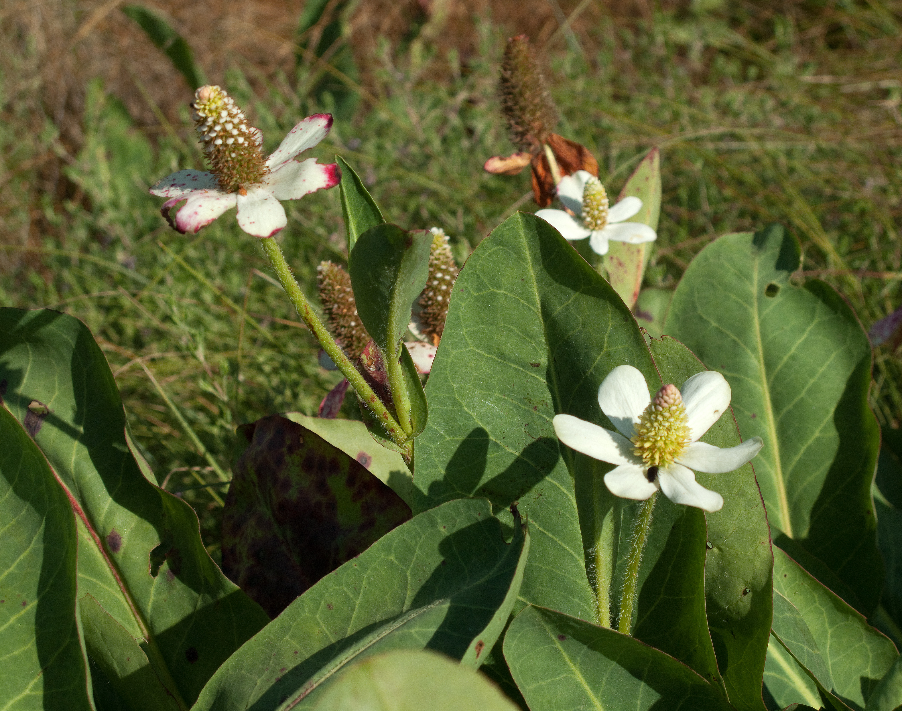 Аменопопсис калифорнийский. Anemopsis californica. Анемопсис. Anemopsis californica. Elthusa californica.