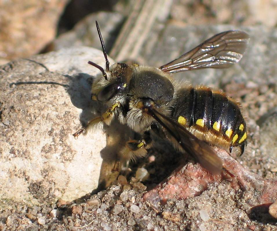 Große Wollbiene (Anthidium manicatum), Männchen