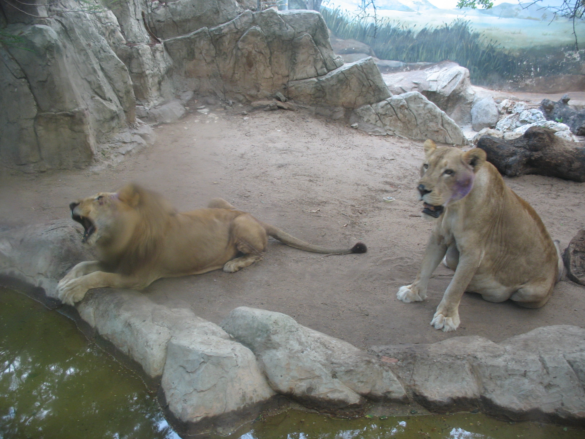 File:Barranquilla Zoológico  - Wikimedia Commons