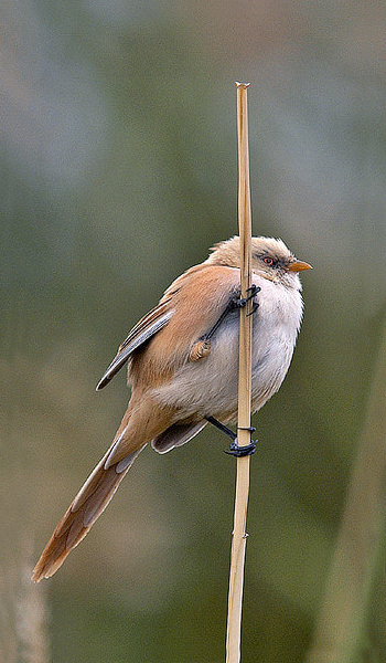 File:Bearded Reedling Panurus Biarmicus (53027852).jpeg