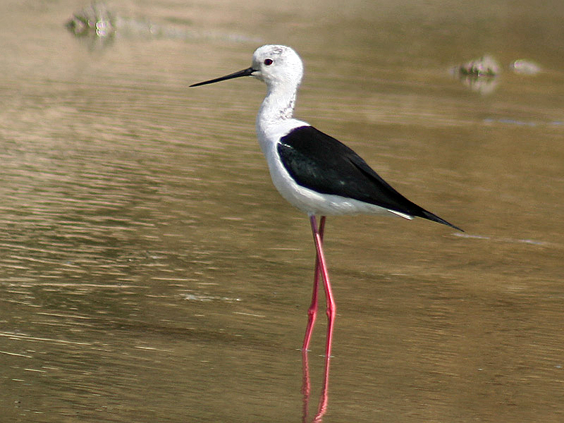 File:Black winged Stilt I MG 9747.jpg