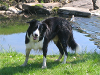 Border Collie